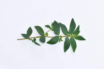 The leaves of patikan kebo (Euphorbia hirta L, Garden spurge, Asma weed, Snake weed, Milkweeds) isolated in white are a wild plant that can be used as herbal medicine.