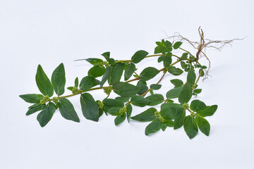 The leaves of patikan kebo (Euphorbia hirta L, Garden spurge, Asma weed, Snake weed, Milkweeds)...
