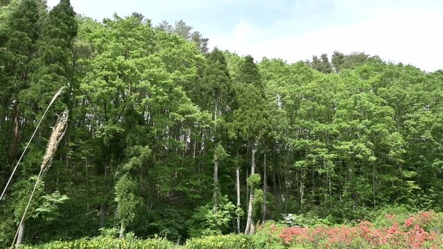 ツツジと黃菖蒲が咲く沼（カメラを下から上へティルト）