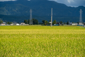 初秋の頃、秋田角館付近の収穫時期を迎えた稲作風景