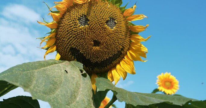 Scary sunflower muzzle with smile, tilt shot