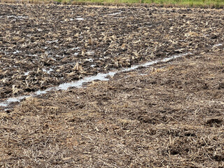 dry soil in field after the rain