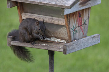 Close up view of a cute black squirrel eating safflower seeds at a rustic bird feeder