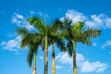 palm trees on blue sky