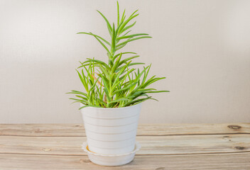 Aloe barbadensis, Aloe Vera plant in white flower pot on wooden tabletop.
