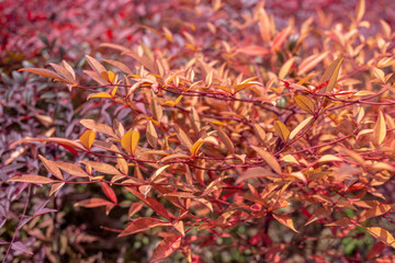 close up of red and yellow flowers