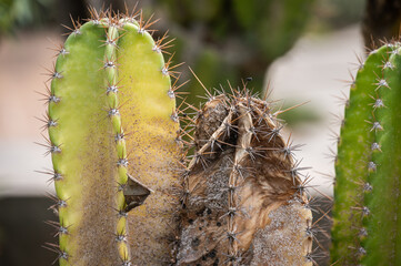Cereus cactus having problem with scale insect attached and sucking sap from this plant.