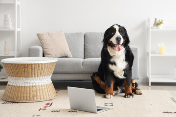 Cute Bernese mountain dog with laptop sitting at home