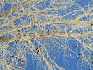 Spectacular white tree crown against a blue sky