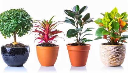 Obraz premium plant in flowerpot botany rosemary houseplant gardening 