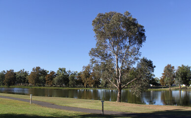 Obraz premium Tree next to a lake of water with grass and a pathway under a clear blue sky at Sir Francis Forbes Park in Forbes, New South Wales, Australia