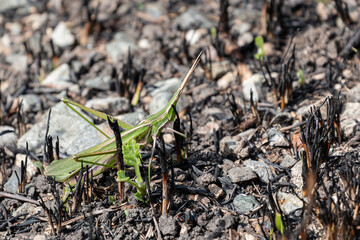 焼け跡のバッタ