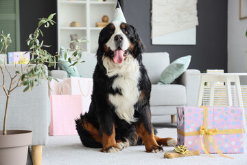 Cute Bernese mountain dog in party hat with gift box and candy bone at home. Birthday celebration