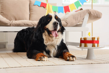 Cute Bernese mountain dog in party hat with cake at home. Birthday celebration