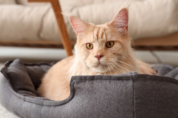 Cute beige Maine Coon cat lying in pet bed at home, closeup