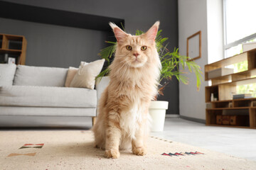 Cute beige Maine Coon cat sitting on carpet at home