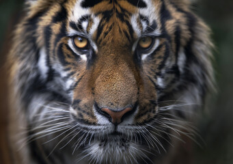 A close-up of a tiger's face with intense, piercing eyes and detailed fur patterns.
