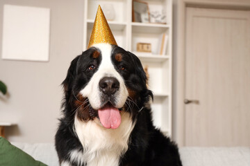 Cute Bernese mountain dog in party hat at home, closeup