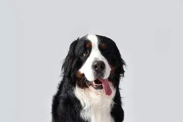 Cute Bernese mountain dog on light background, closeup