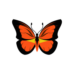 butterfly isolated on white