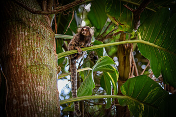 A White-Tufted Marmoset (Callithrix jacchus) perched on a Slender Green Branch of a Tropical Tree in Rio de Janeiro, Brazil