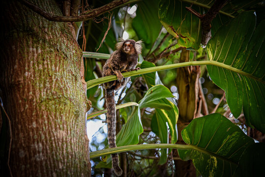 A White-Tufted Marmoset (Callithrix jacchus) perched on a Slender Green Branch of a Tropical Tree in Rio de Janeiro, Brazil