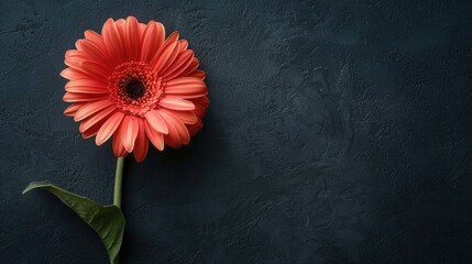 Beautiful Gerbera Daisy Flower in Red and Orange Tones on a Dark Background with Space for Content Display