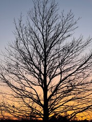 Obraz premium silhouette of tree