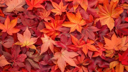 Bright red maple leaves in autumn as background wallpaper