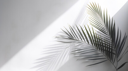 Palm leaf casting a shadow on a white wall, with sunlight streaming in, creating a minimalist and serene atmosphere