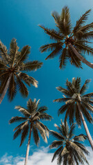 Obraz premium Vibrant Blue Sky with Tall Palm Trees: Lush Green Fronds Reaching Upwards