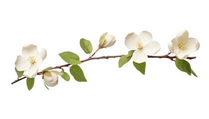 Obraz premium bouquet of white flowers isolated on transparent background cutout