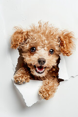 poodle sticking its head out of the hole in white paper generated by AI