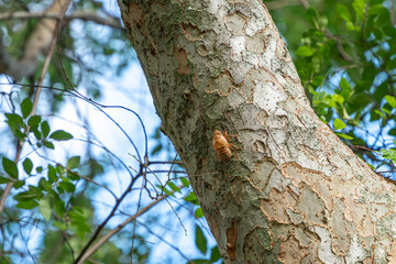 木に残るセミの抜け殻