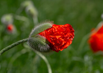 Closeup from an opening red poppy bud.