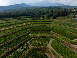 Vineyards - Sicily, Italy