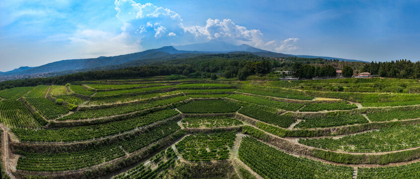 Vineyards - Sicily, Italy