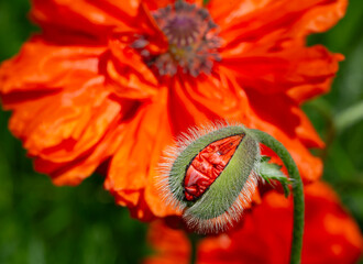 Closeup from an opening red poppy bud.