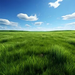 Obraz premium green field and blue sky