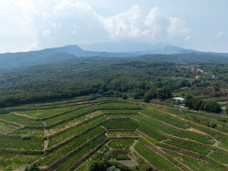 Vineyards - Sicily, Italy