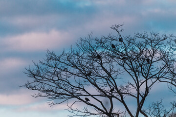 exotic tree at dusk with bare branches and little birds, pastel clouds in the background, blurred foliage in the foregroud