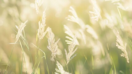 Obraz premium Soft focus of tall grass swaying gently in the breeze, creating a serene and peaceful scene