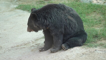 brown bear in zoo