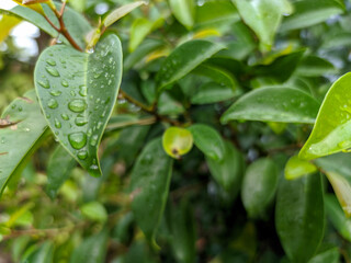 A vibrant green leaf, adorned with sparkling droplets of water, captures the essence of natural beauty.