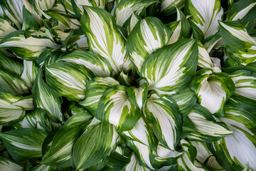 Closeup of lush bush hosta with variegated white-green striped foliage growing in garden, top view. 
