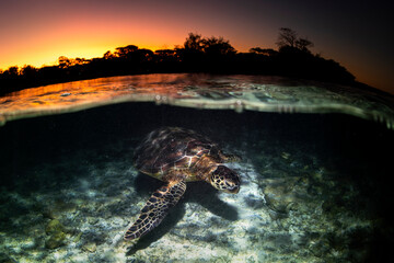 Green Turtle in the Ocean, Australia