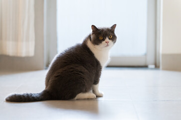 British shorthair cat sitting on the floor