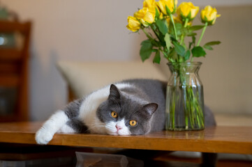 British shorthair cat lying on table