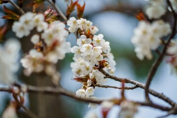 white cherry bloom tree in spring