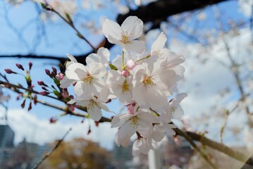 cherry blossom in spring